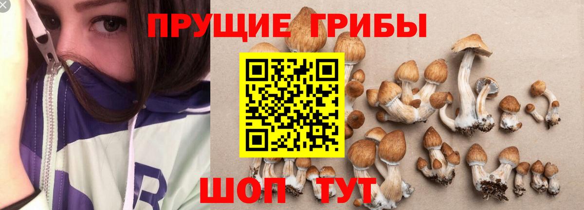 Тайшет  Галлюциногенные грибы Psilocybe  Вход с VPN 